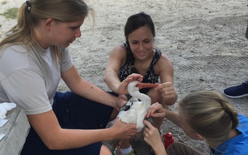 Biologists secure a backpack-style harness for a GPS transmitter on a white ibis.